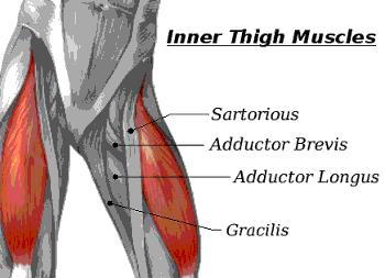 Inner Thight Muscles